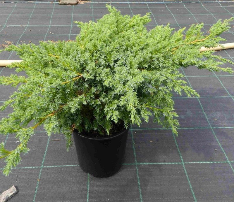Можжевельник Juniperus squamata Blue Swede