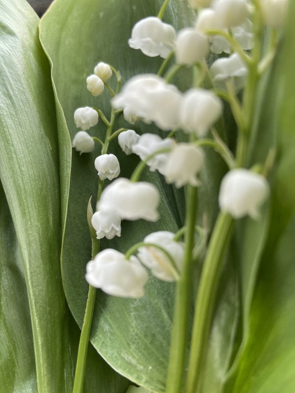Ландыш Майский Convallaria Majalis rosea