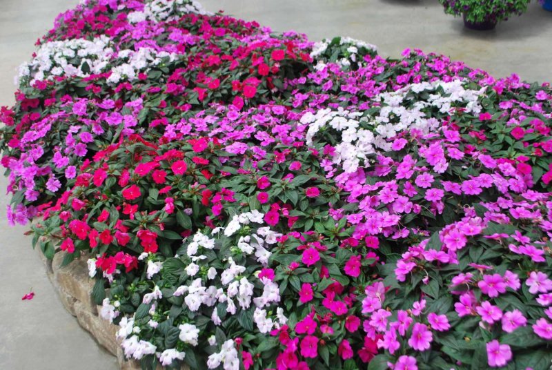 Бальзамин Impatiens