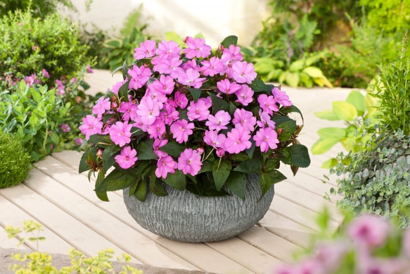 Impatiens balsamina