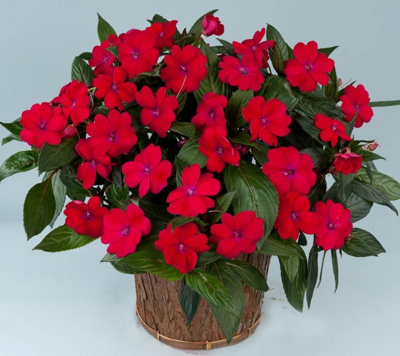 Бальзамин Impatiens