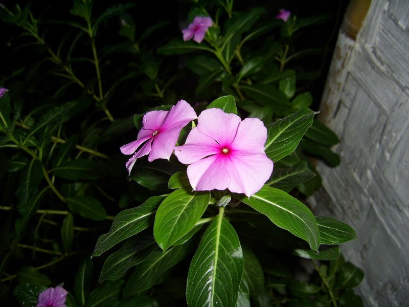 Бальзамин fanciful Tropical