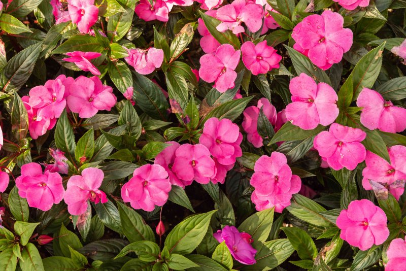 Бальзамин Impatiens