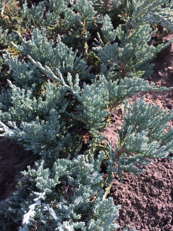 Juniperus horizontalis Wiltonii