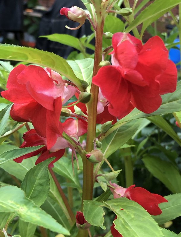 Бальзамин Impatiens