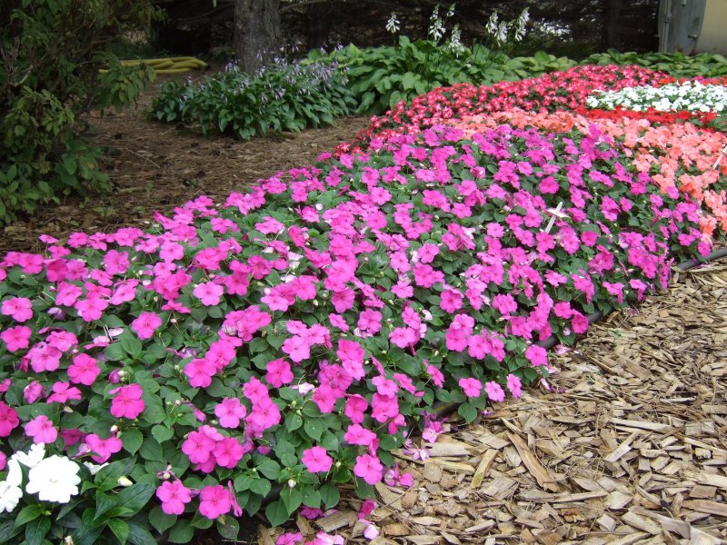 Бальзамин Impatiens