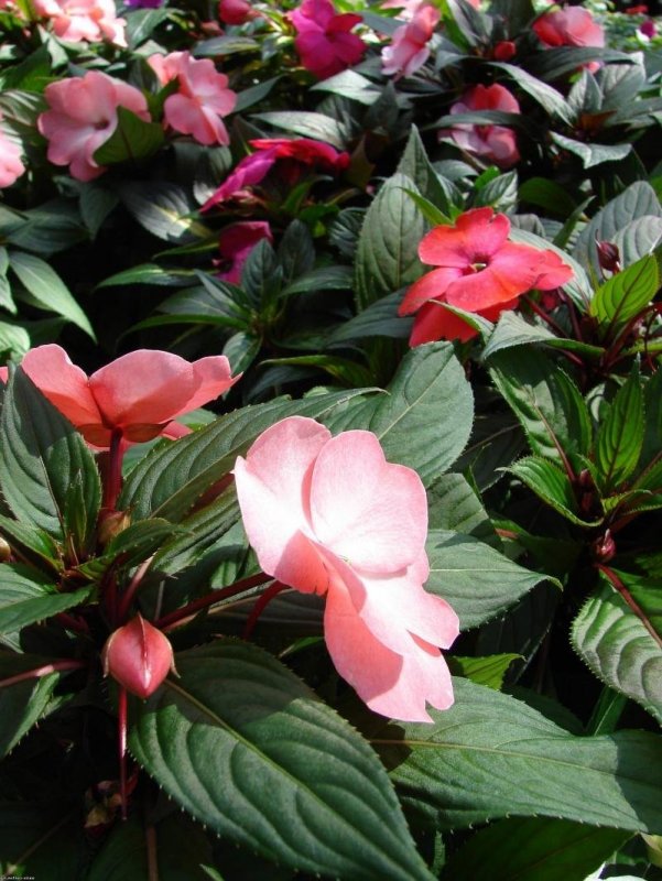Бальзамин Impatiens