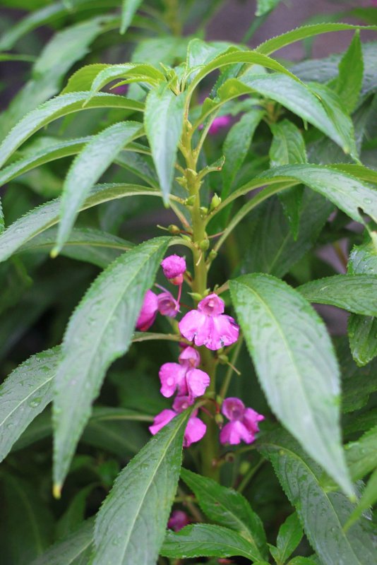 Бальзамин Impatiens