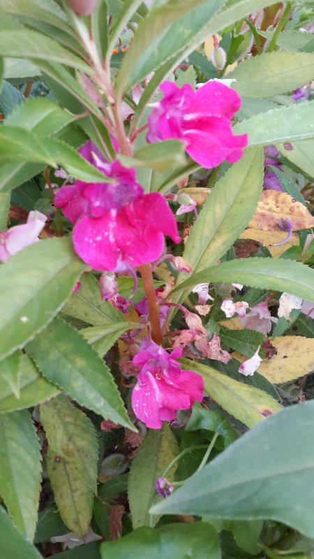 Бальзамин Impatiens