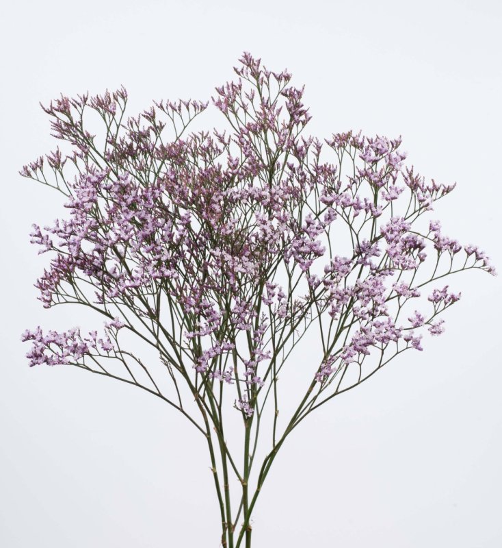 Limonium Safora Lilac