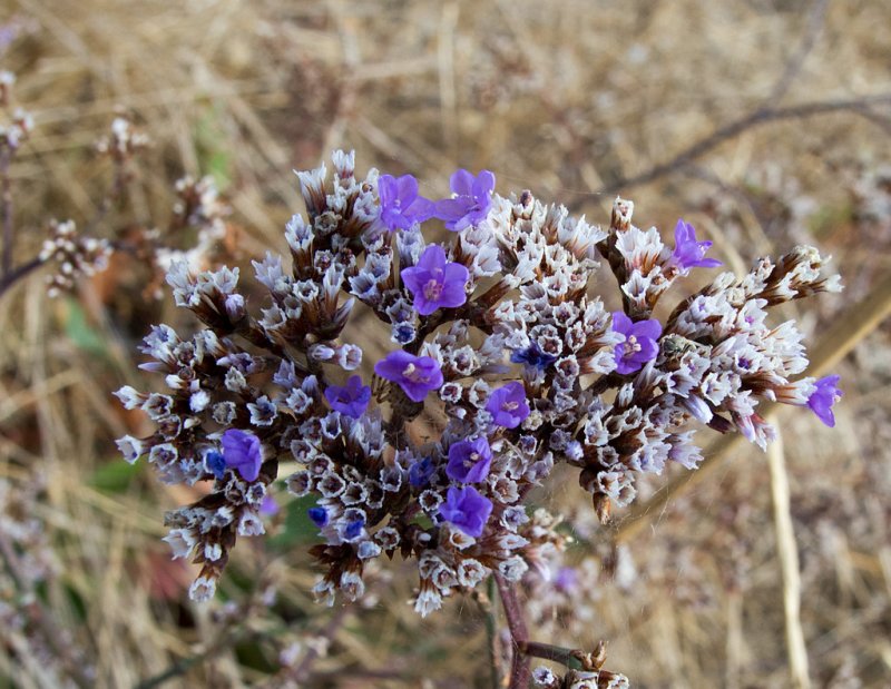 Кермек Гмелина (Limonium gmelinii