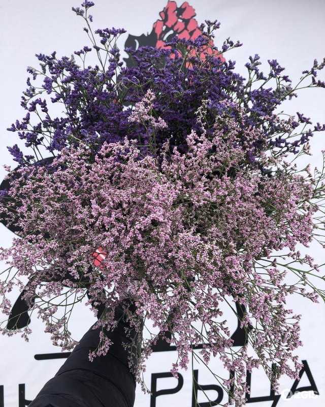 Лимониум Purple