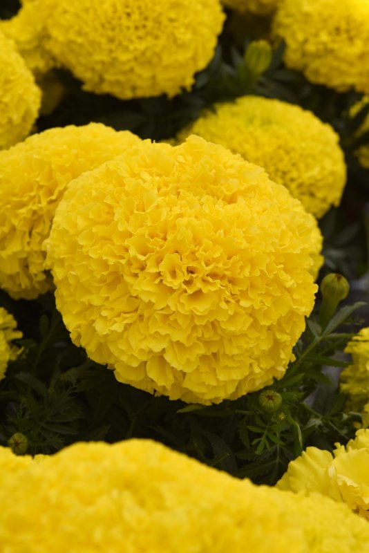 Бархатцы прямостоячие Taishan Yellow