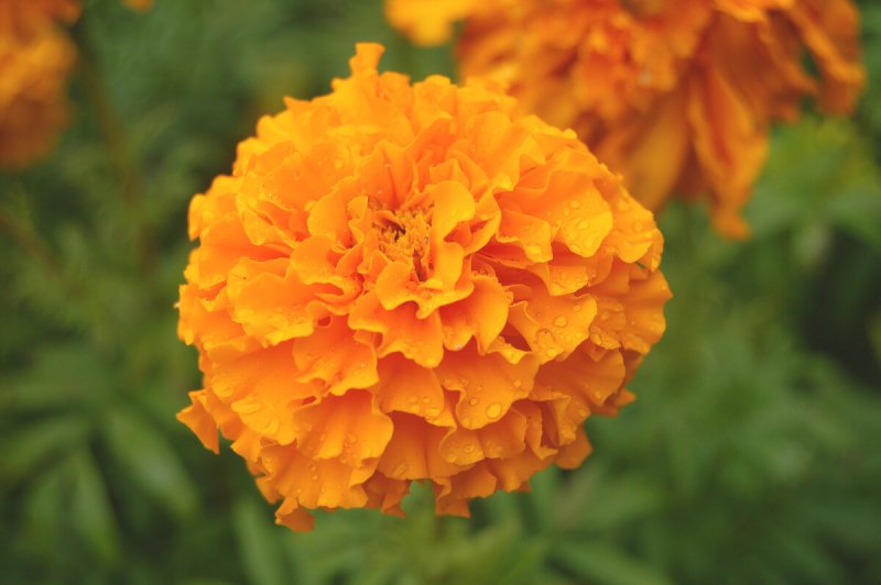 Бархатцы прямостоячие Taishan Orange