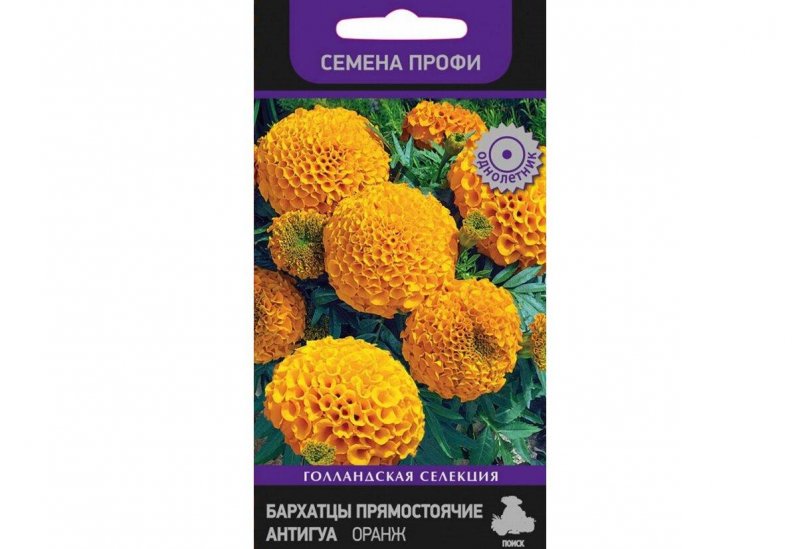 Бархатцы прямостоячие Антигуа оранж