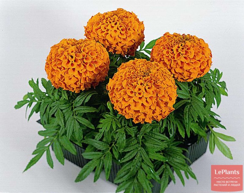 Бархатцы Королева София