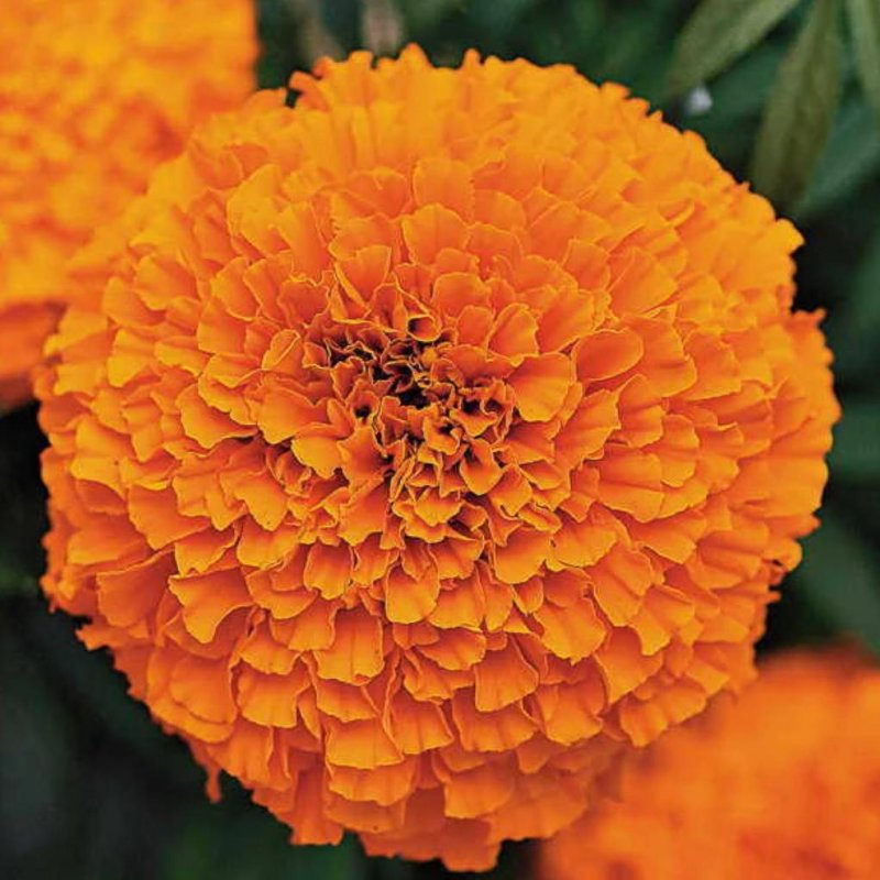 Бархатцы прямостоячие (Tagetes erecta f1) Taishan Gold