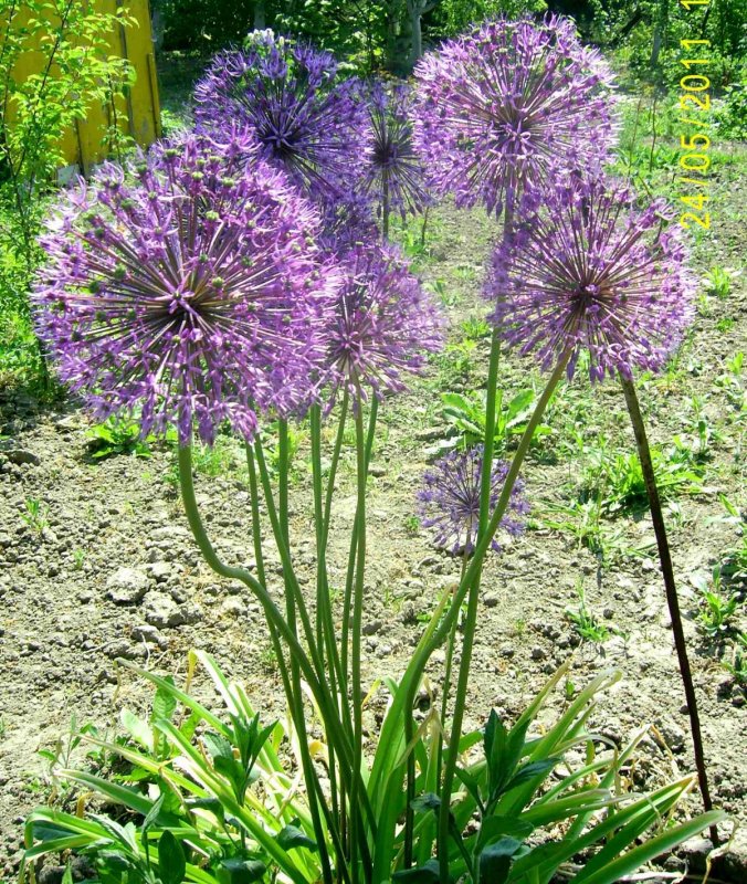Лук афлатунский Анзур