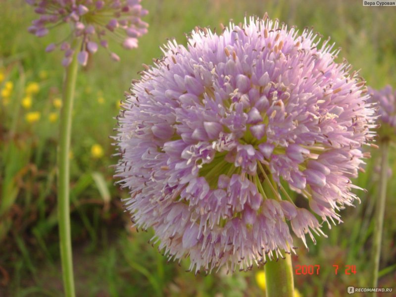 Лук афлатунский, Allium aflatunense