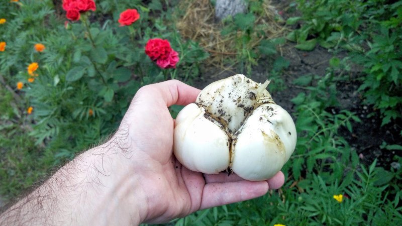 Слоновий лук Рокамболь