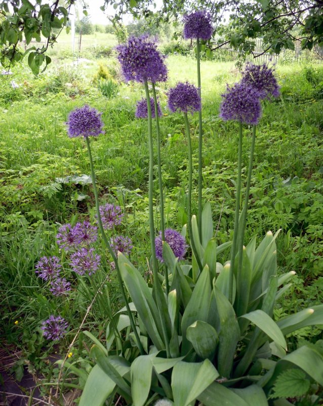Лук афлатунский, Allium aflatunense