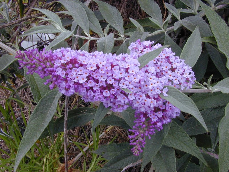 Буддлея Давида Buddleja davidii