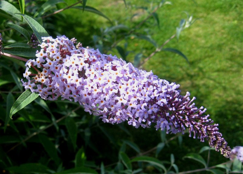 Буддлея Давида Buddleja davidii