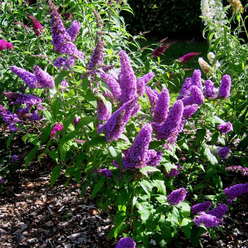 Буддлея Давида Buddleja davidii