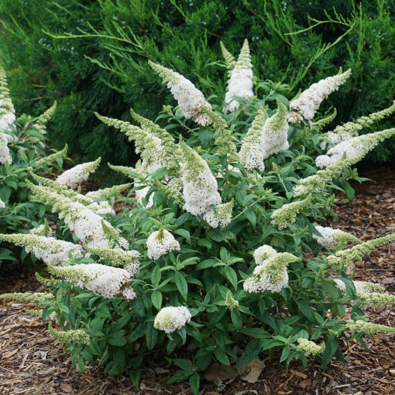 Буддлея Давида White Profusion