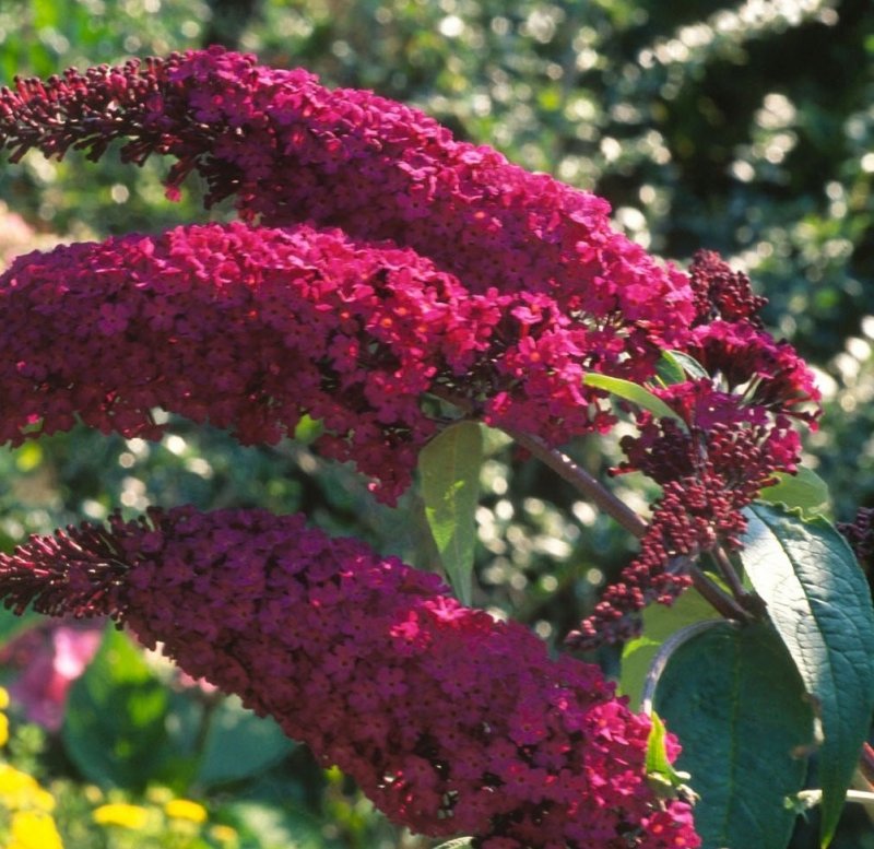 Buddleja davidii Royal Red