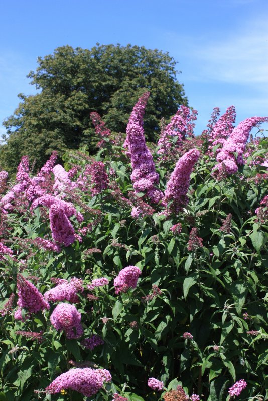 Буддлея Pink Delight