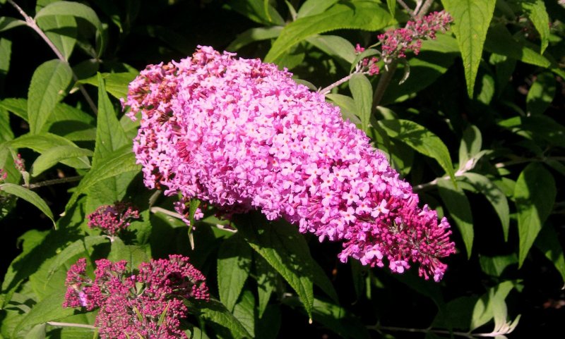 Буддлея Давида Buddleja davidii