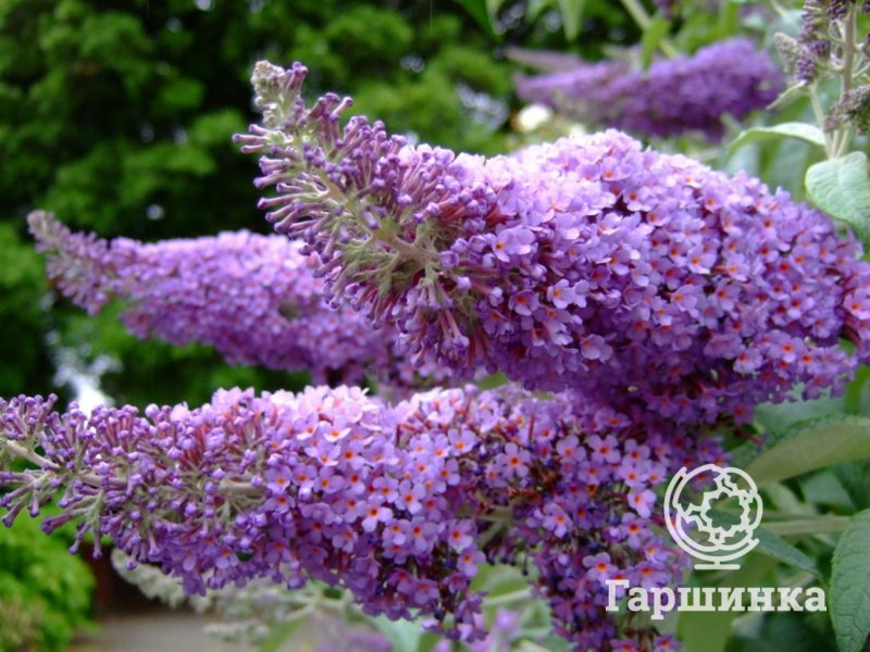 Буддлея Иль де Франс
