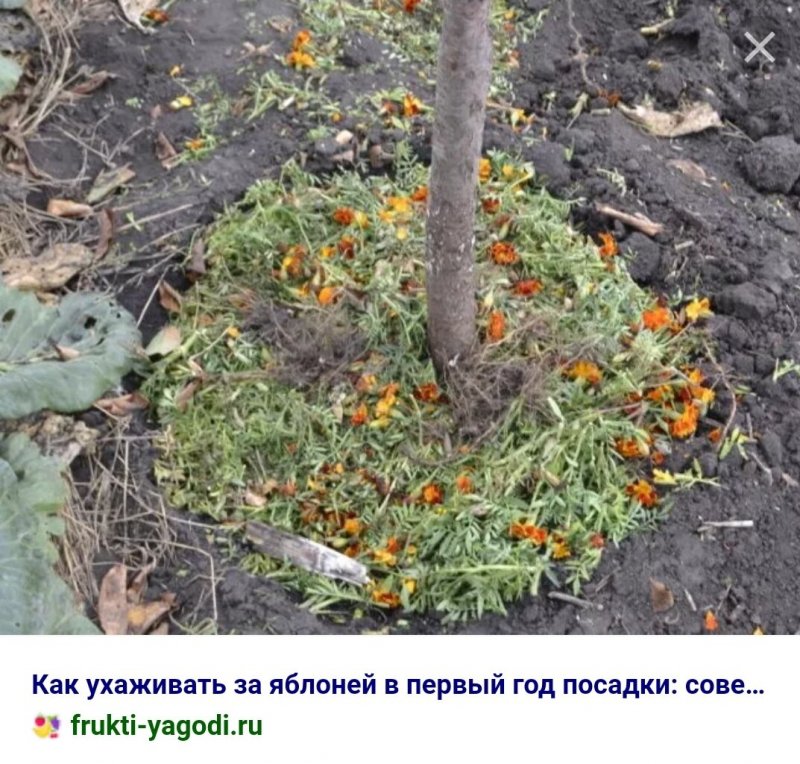Бархатцы в приствольных кругах плодовых деревьев
