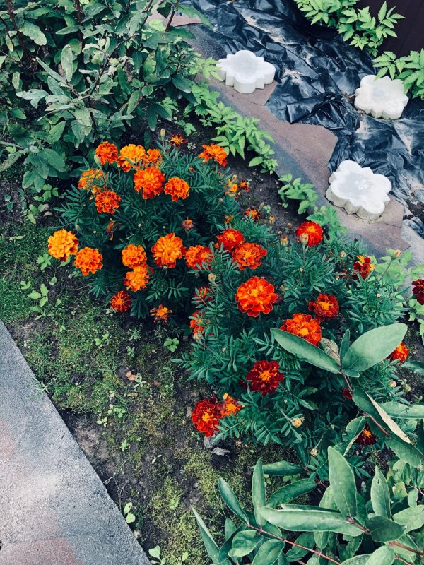 Многолетние цветы бархатцы