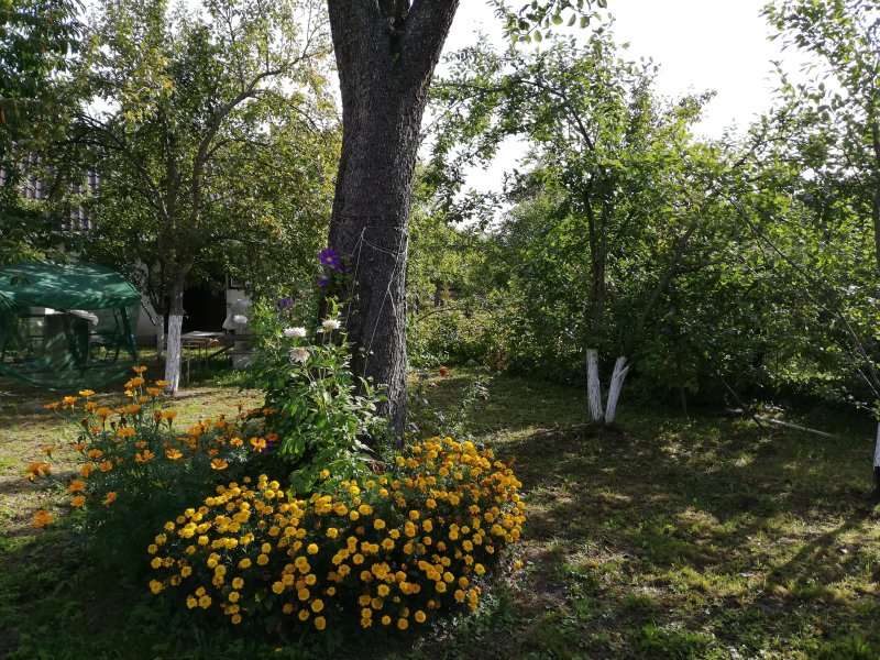 Бархатцы в приствольных кругах плодовых деревьев