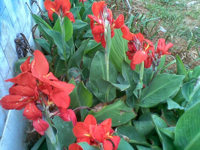 Канна (canna)