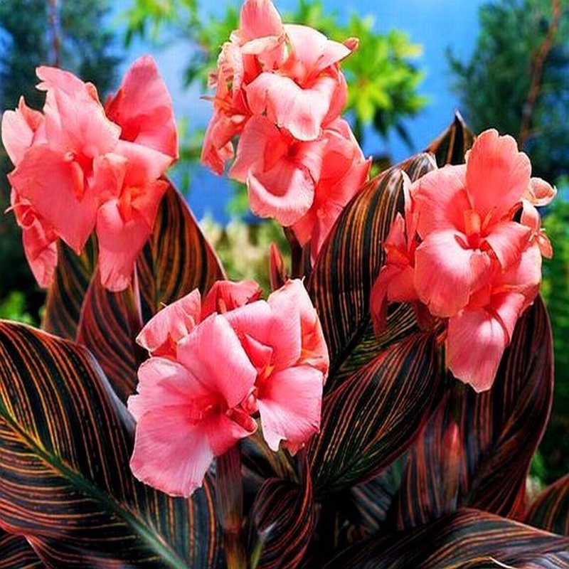 Канна Амбассадор