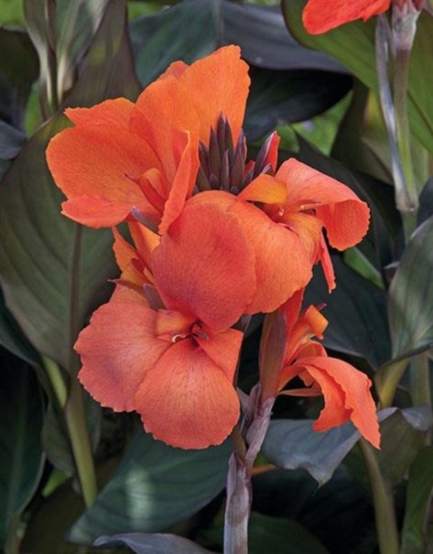 Канна canna Indica