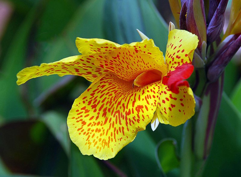 Canna Orange Punch