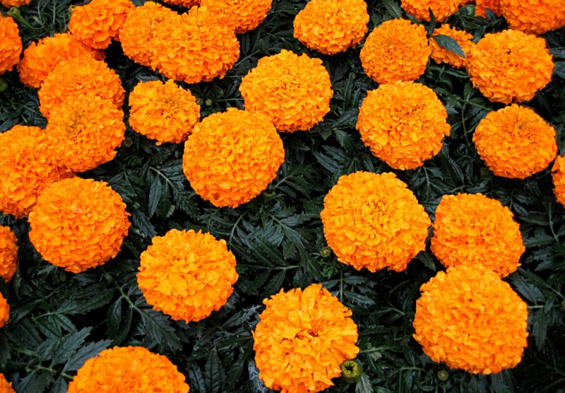 Бархатцы Taishan Orange
