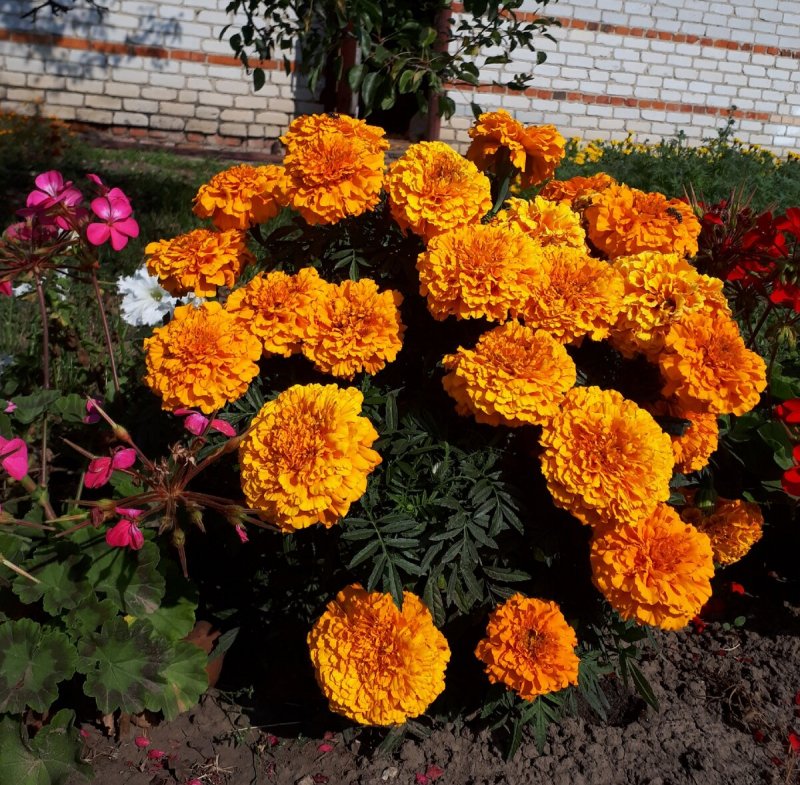 Бархатцы Поллукс