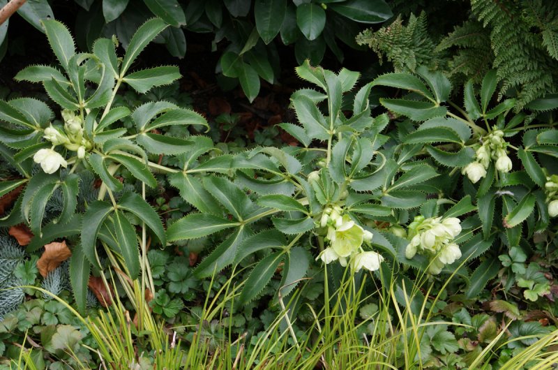 Морозник падуболистный (Helleborus argutifolius)