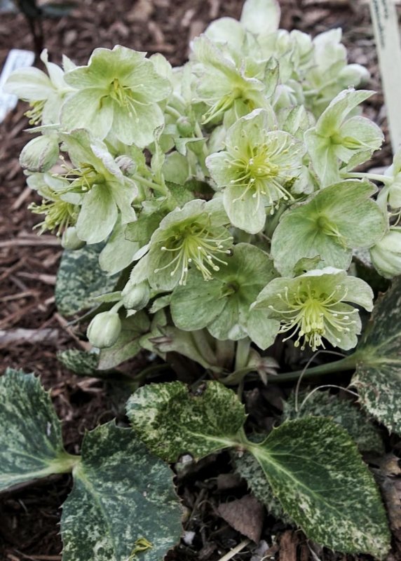 Морозник argutifolius