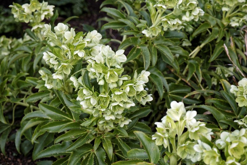 Морозник падуболистный (Helleborus argutifolius)