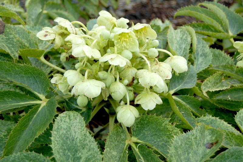 Helleborus argutifolius
