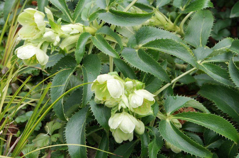 Helleborus argutifolius