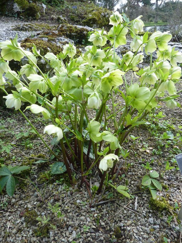 Helleborus odorus