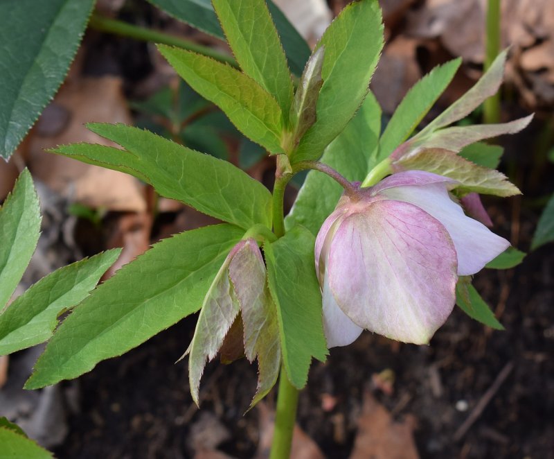 Helleborus Winterbells