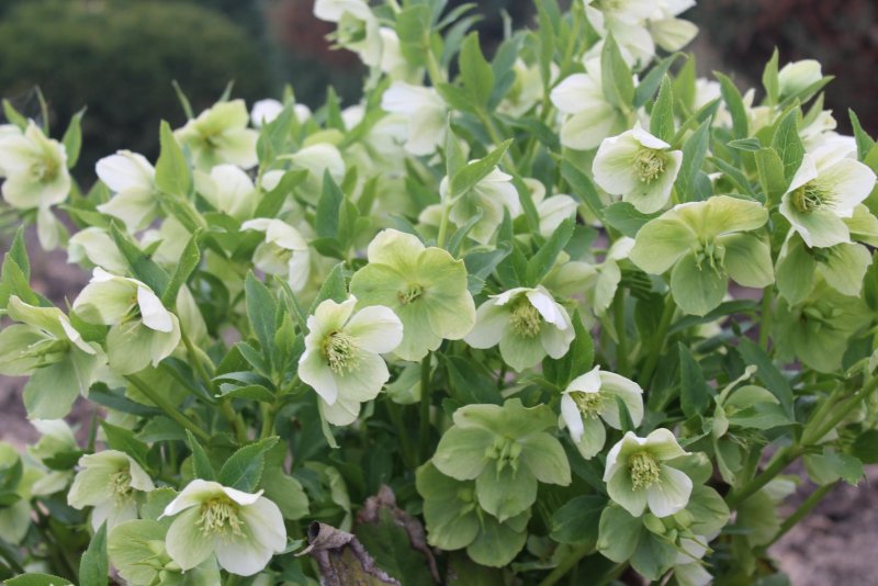 Морозник падуболистный (Helleborus argutifolius)